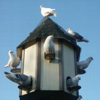 Duiventil Duiventil